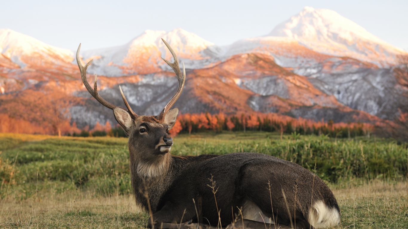 Олень отдыхает в предгорьях обои