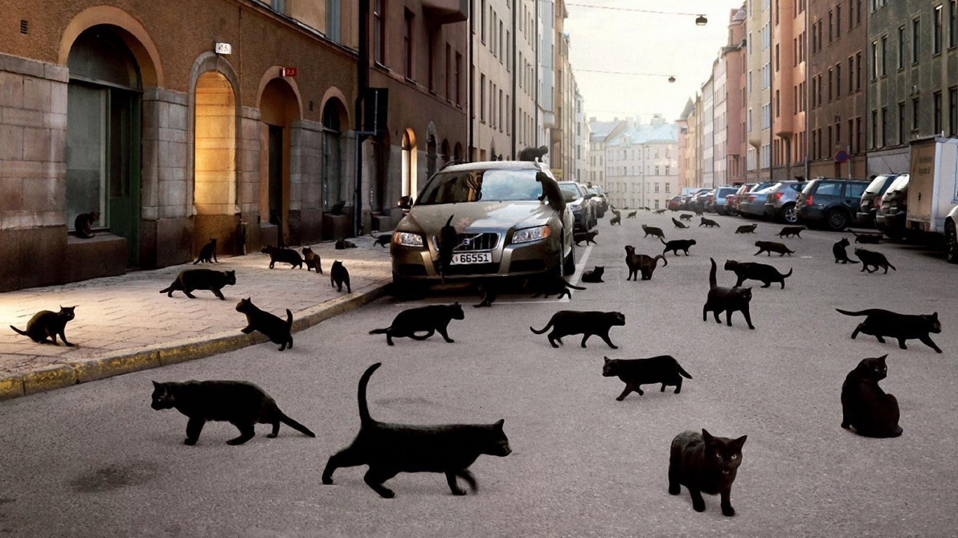 Город кошек обои