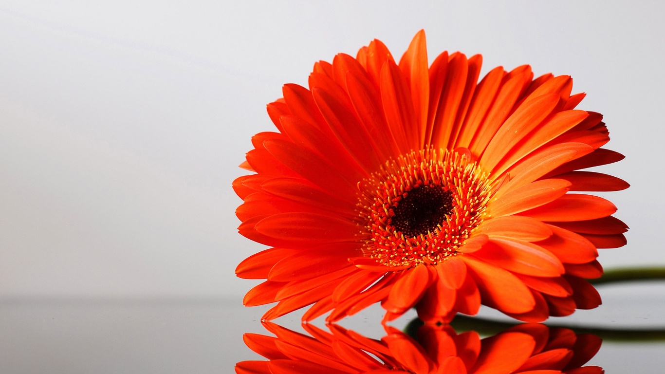 Гербер на стекле обои