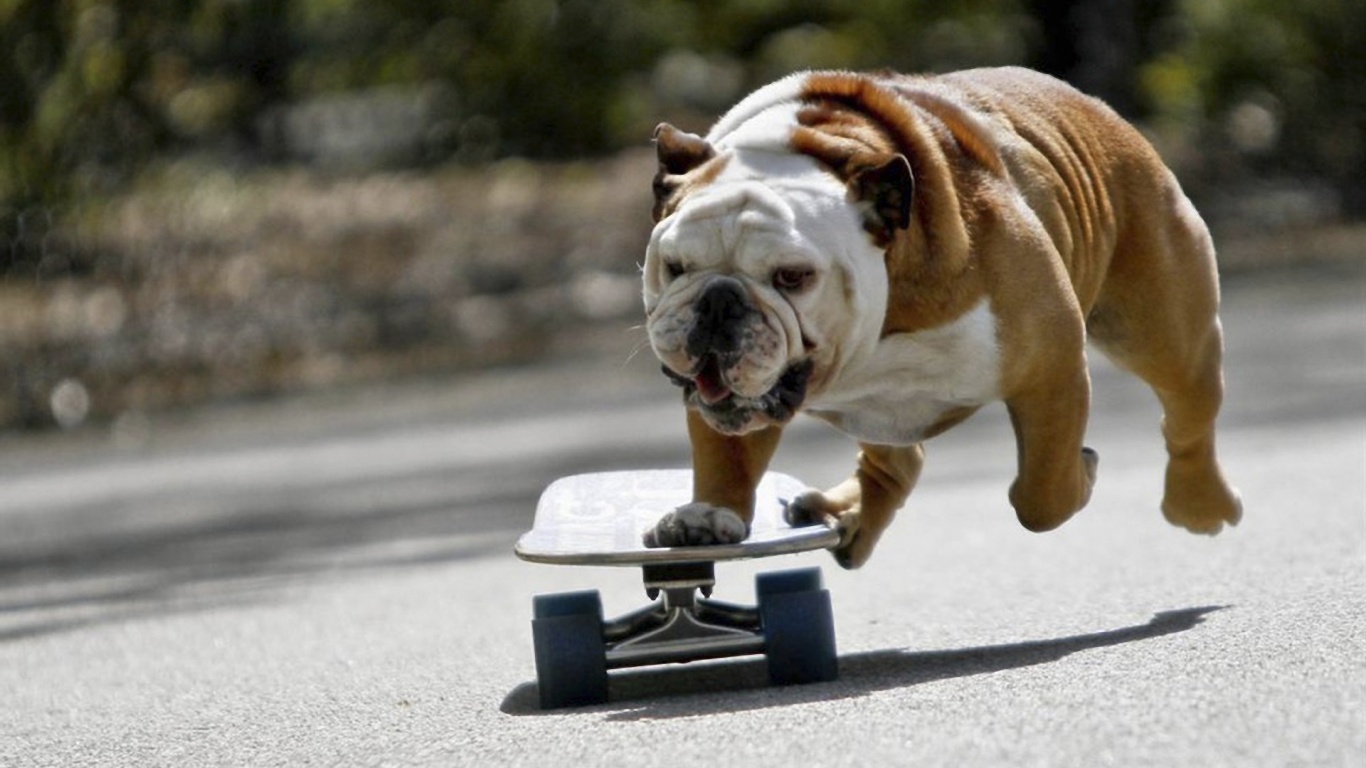 Собака на скейтборде обои