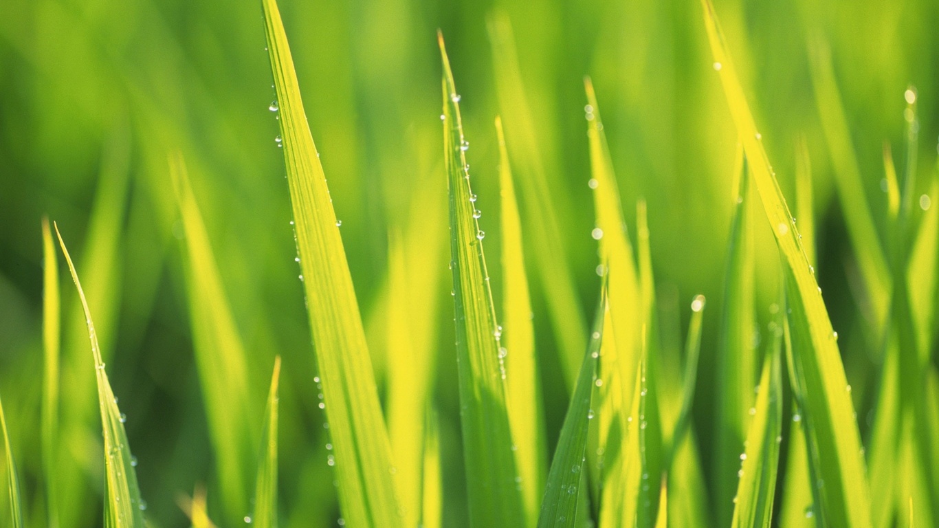 Яркая зеленая трава обои