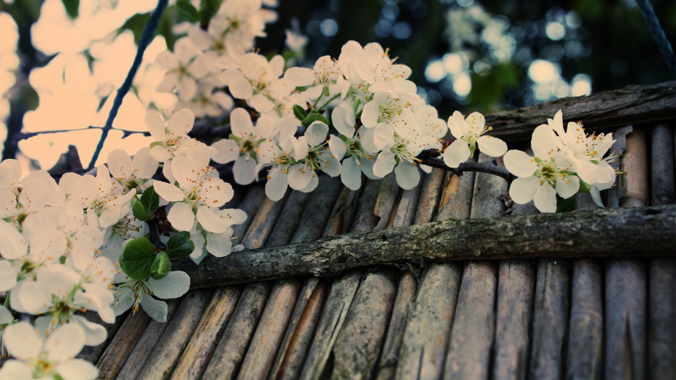 Веточка цветущей вишни обои