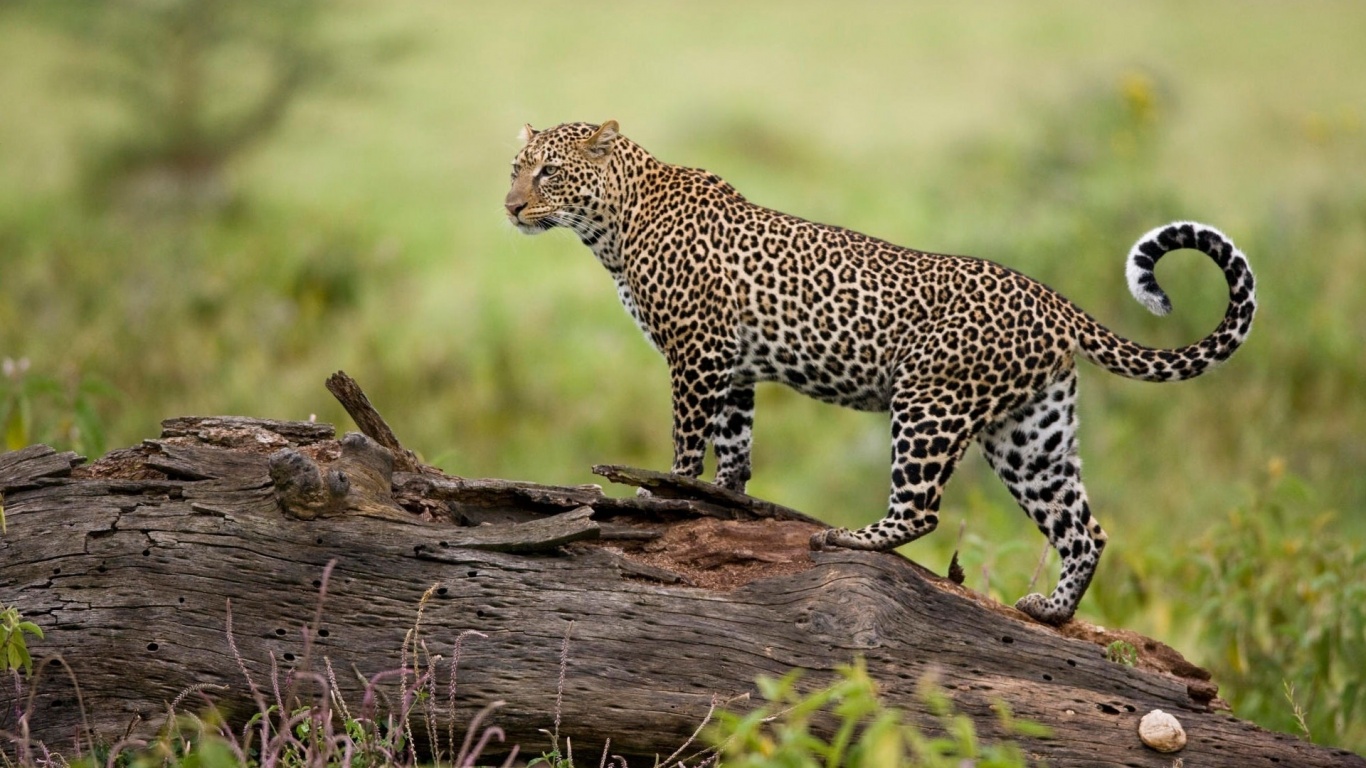 Леопард на природе обои