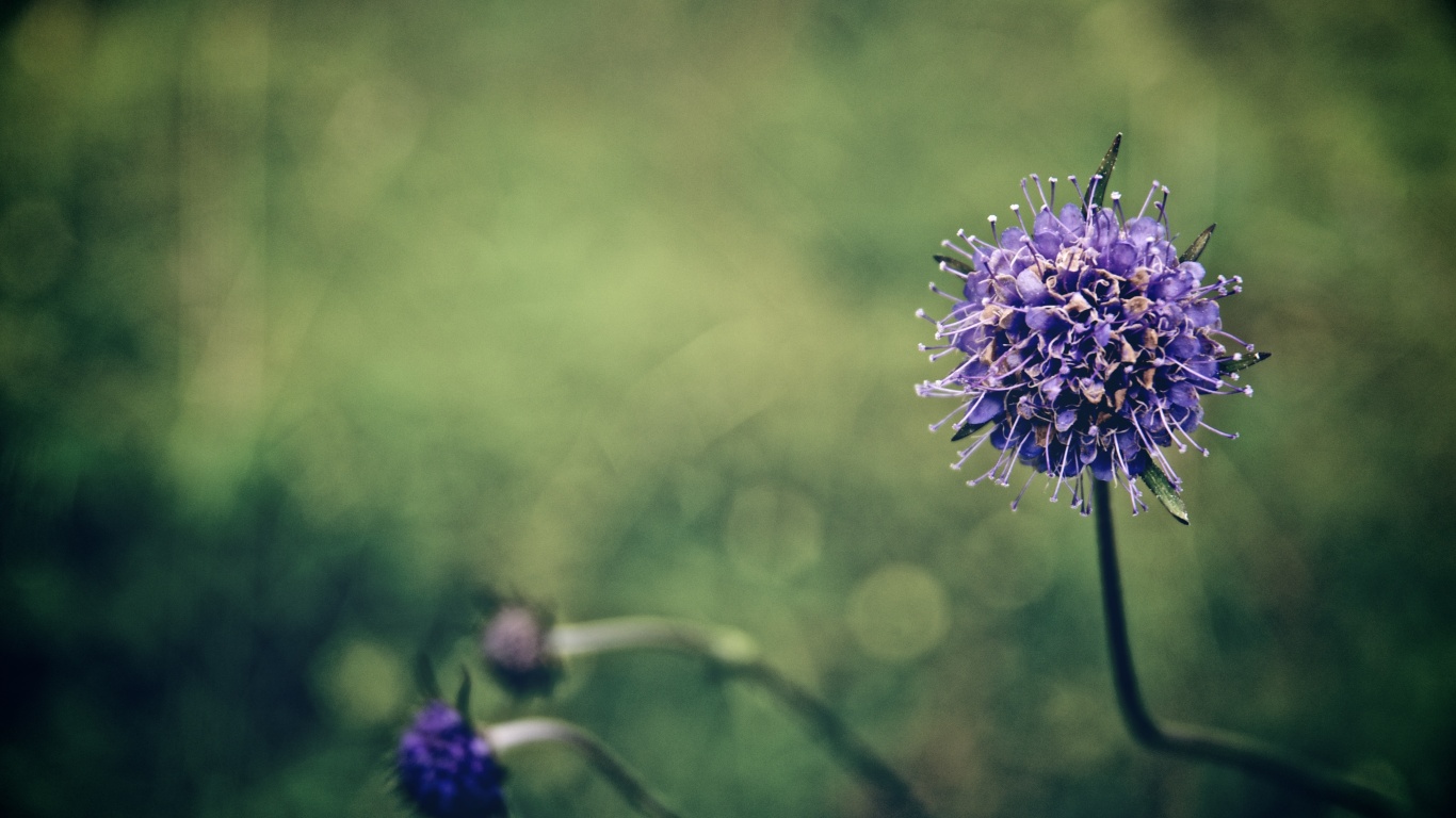 Цветок в макро обои