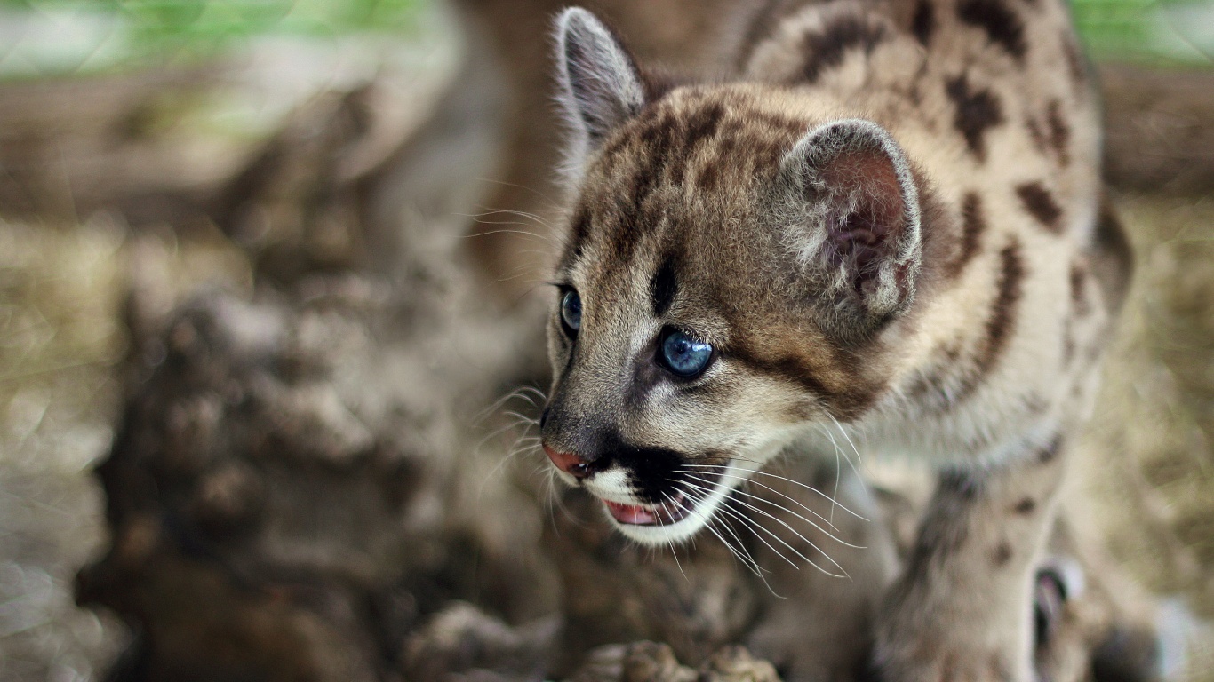Котенок барса обои