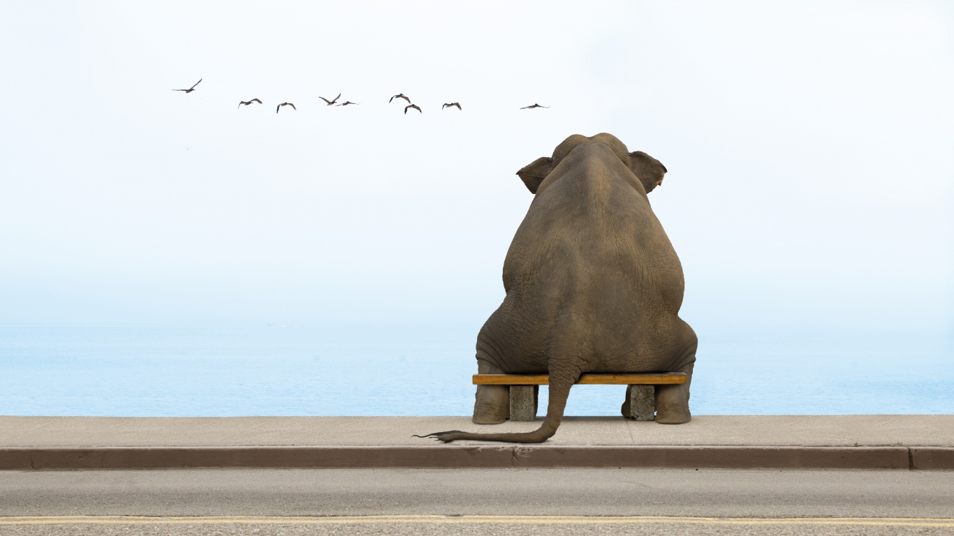 Слон на табуретке обои