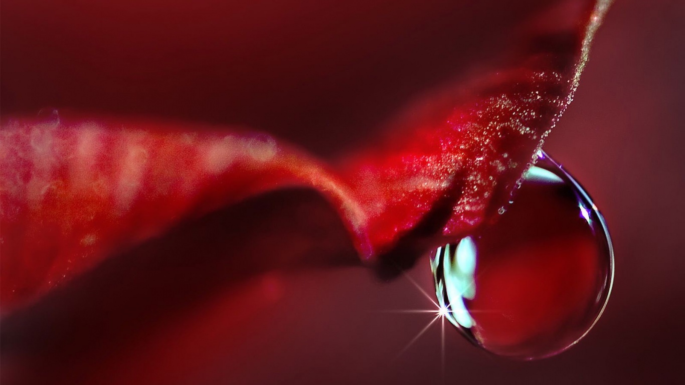 Макро капля на лепестке обои