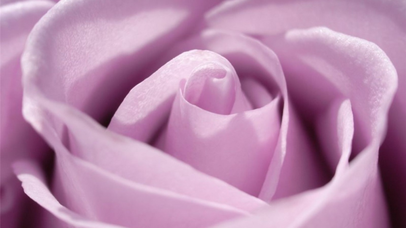 Фиолетовая роза макро обои