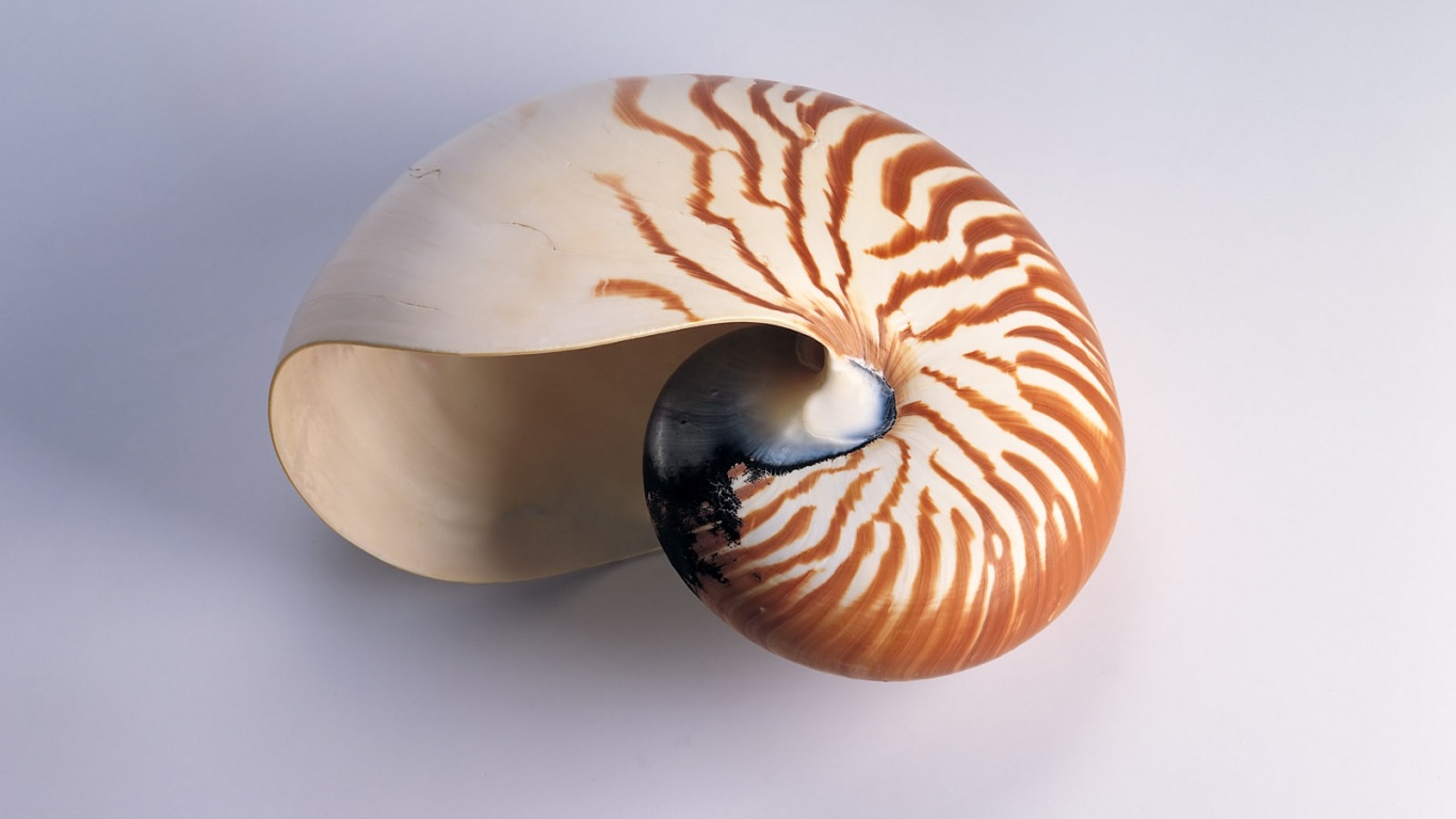 Ракушка в полоску обои