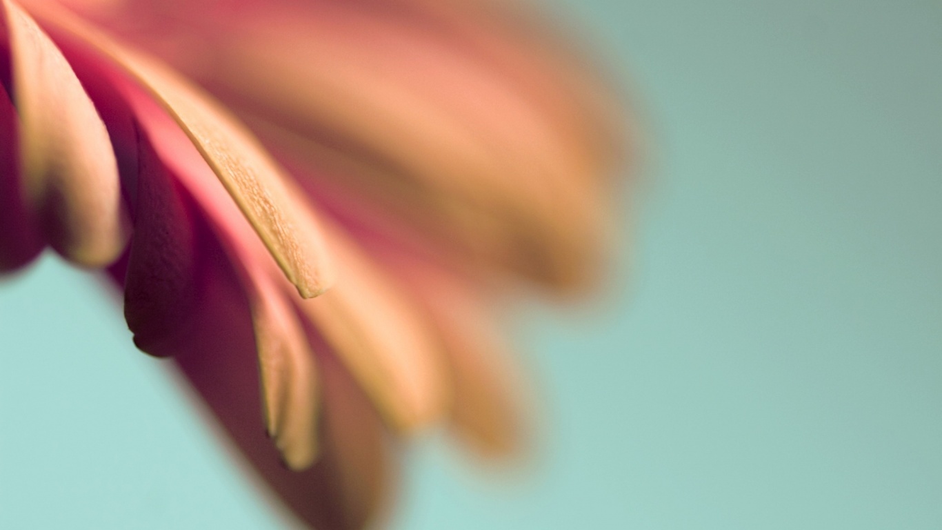Лепестки цветка в макро обои