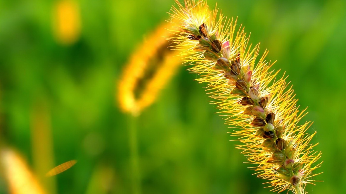 Колосок обои