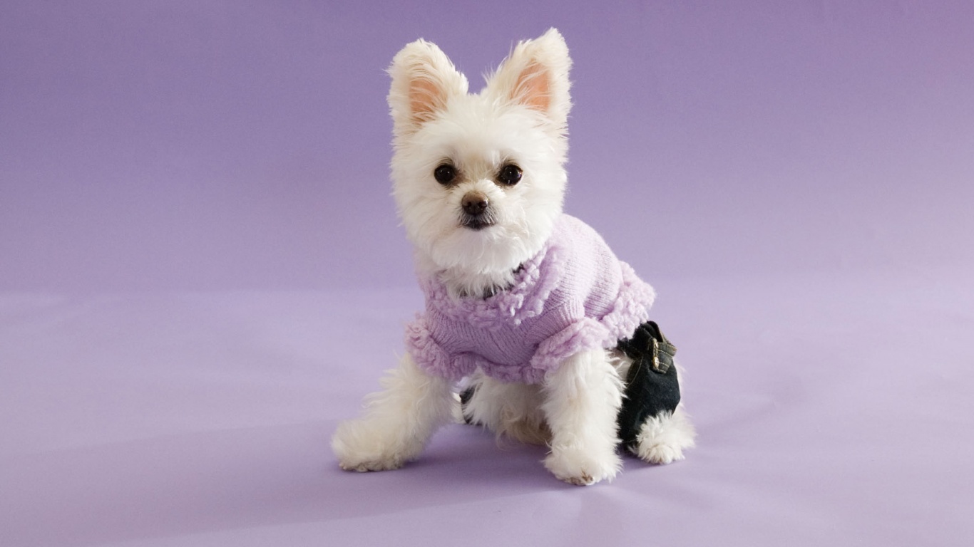 Собачка в свитере обои