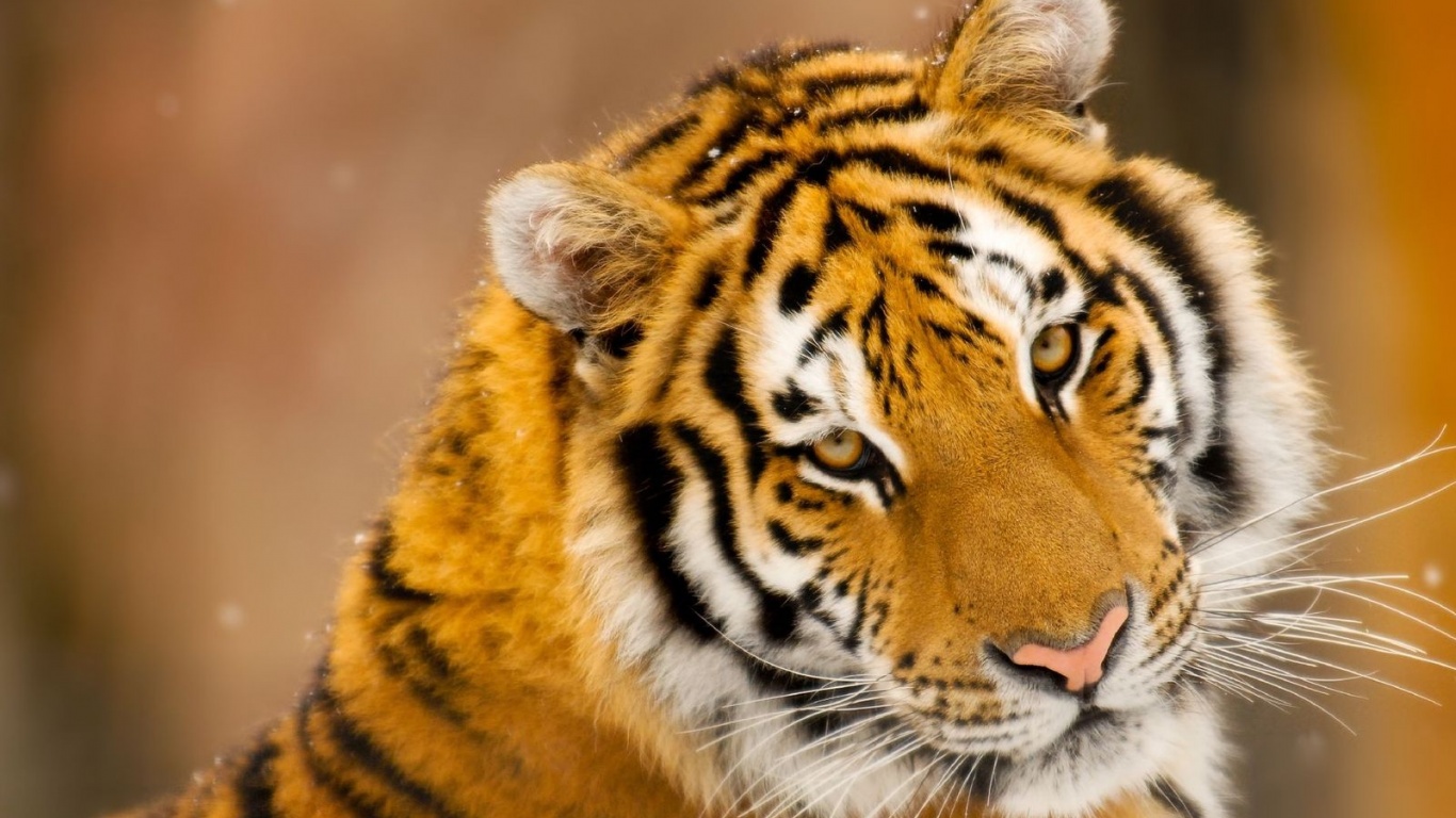 Тигр оборачивается обои