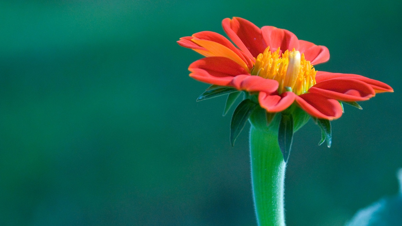 Красивый красный цветок обои