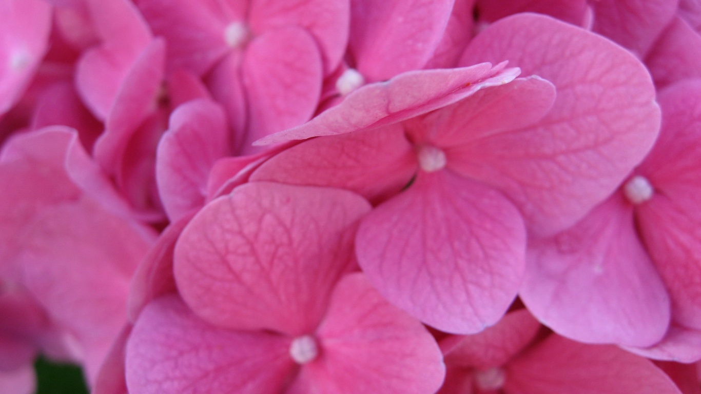 Фиолетовые нежные цветы обои