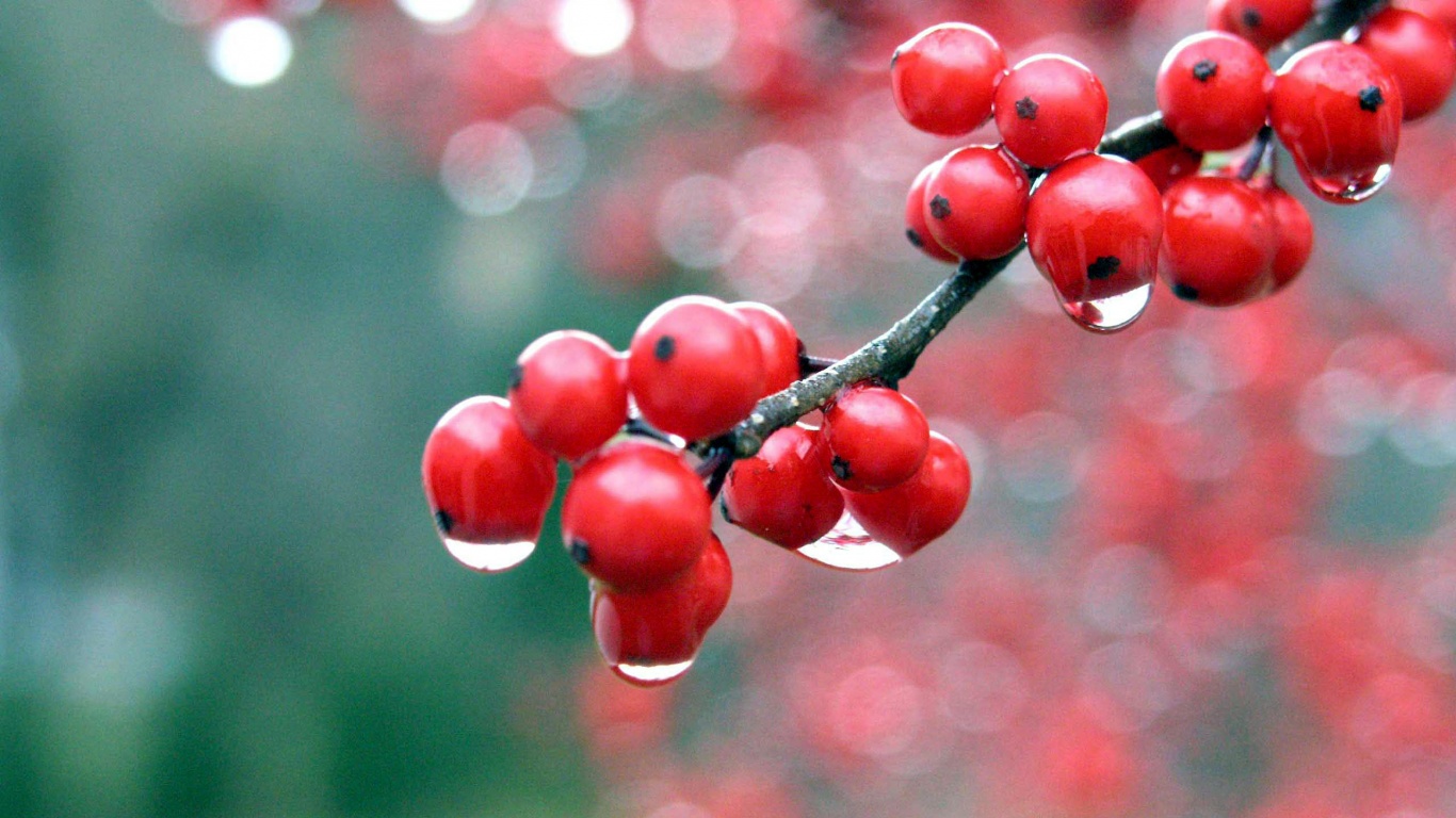 Капли росы на ягодах рябины обои