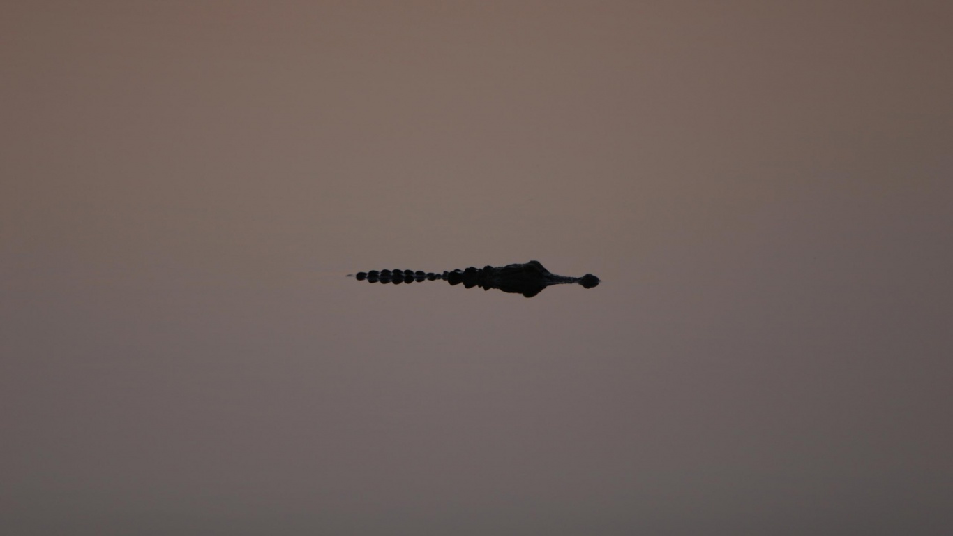 Алигатор обои