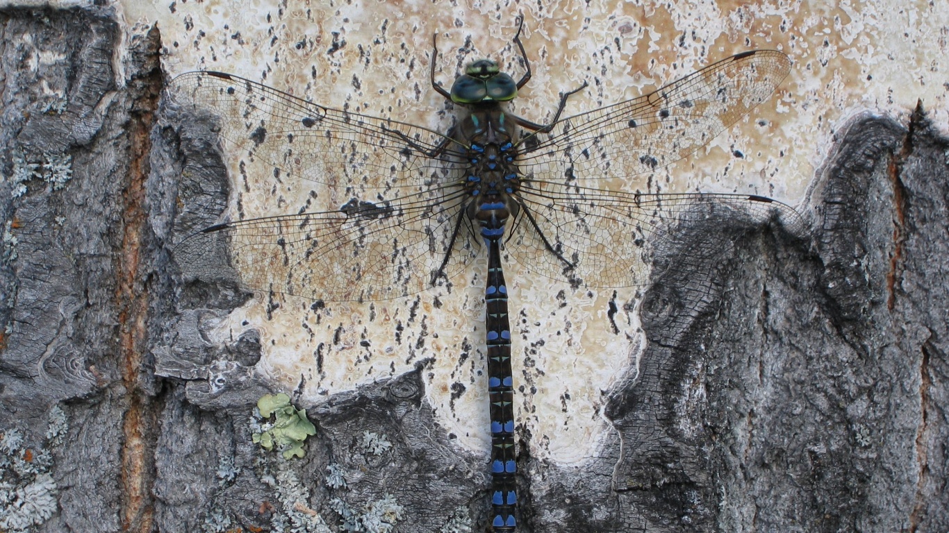 Стрекоза на дереве обои