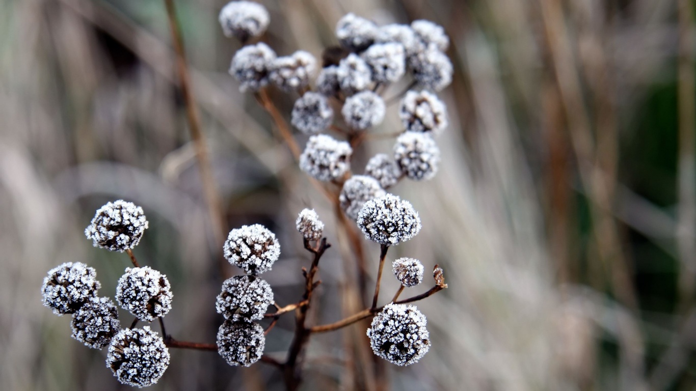 Ледяные цветы обои