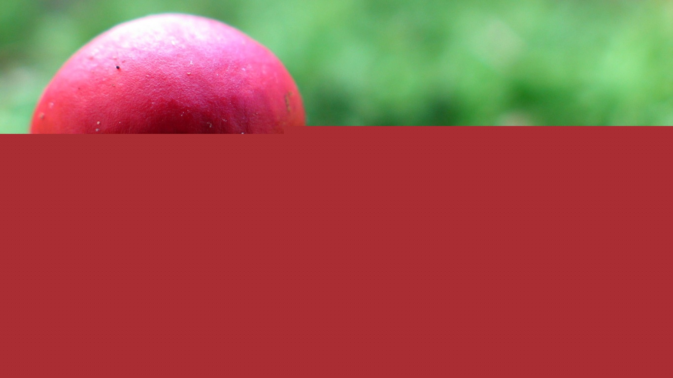 Грибок с красной шапкой обои