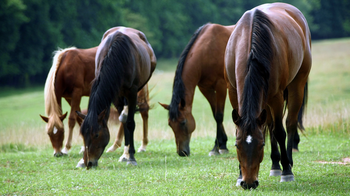 Время пощипать травку обои