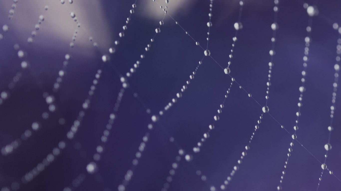 Паучья сеть обои