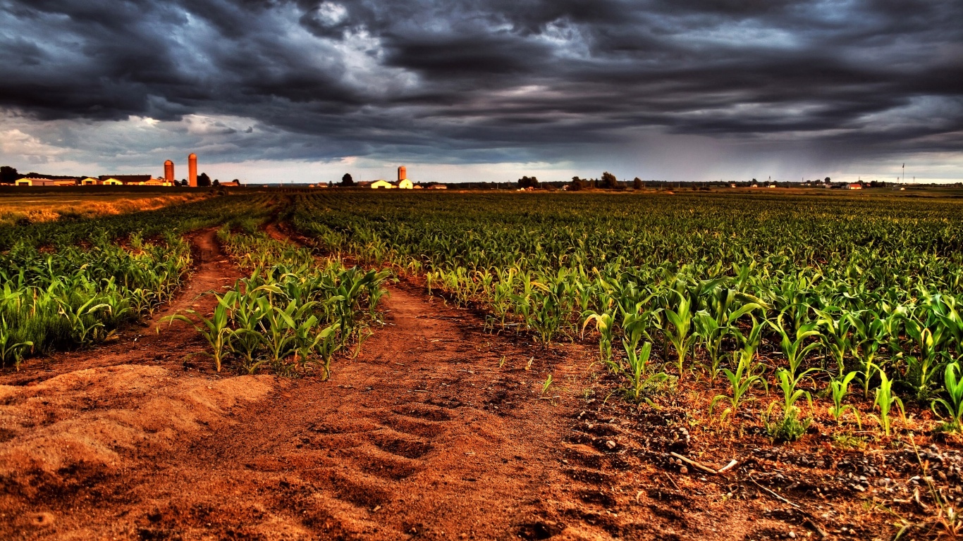 Кукурузное поле у фермы обои