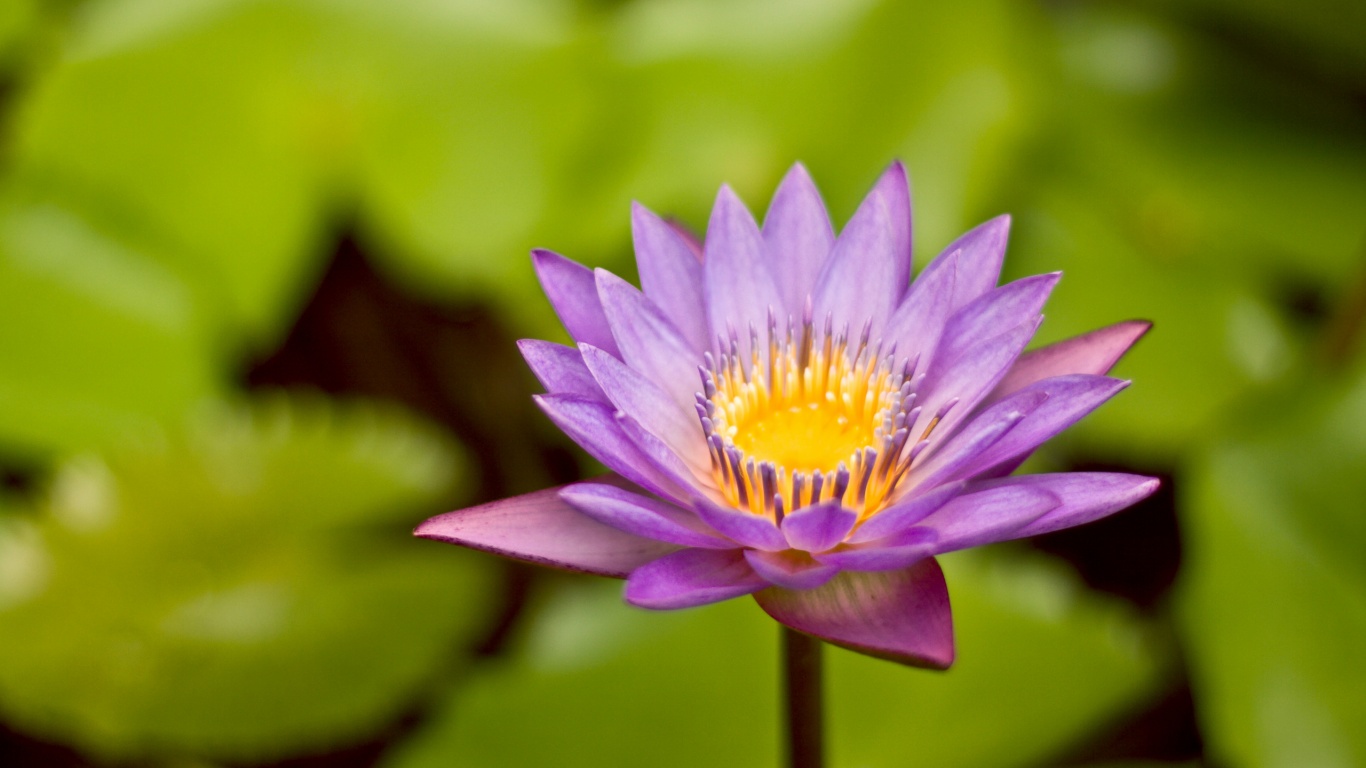 Фиолетовый цветок обои