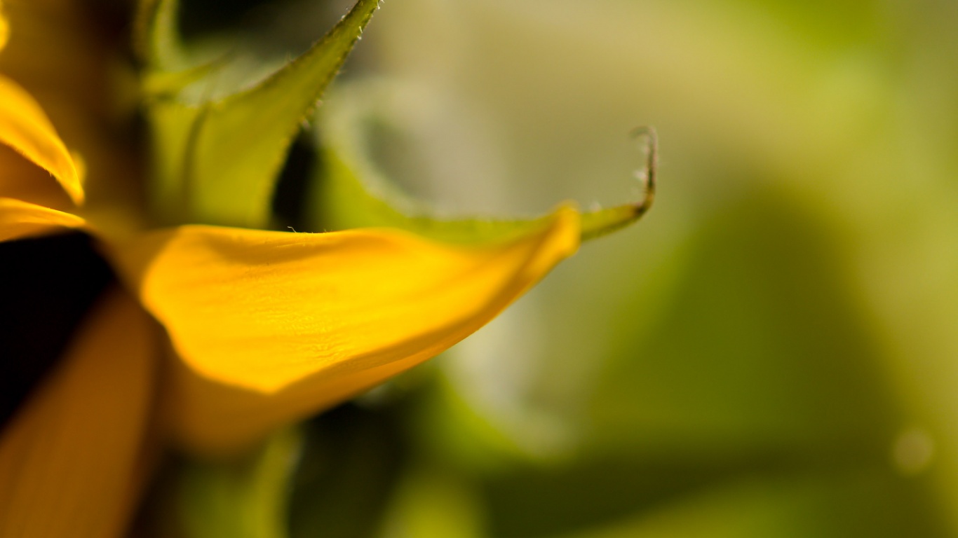 Солнечный цветок обои