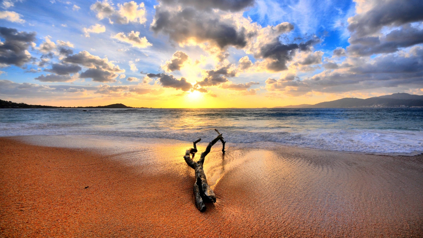 Коряга на пляже обои