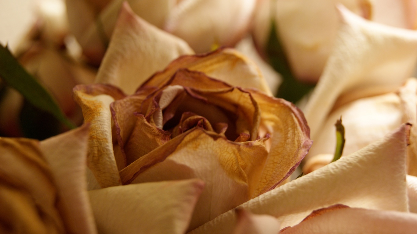 Увядающая роза обои