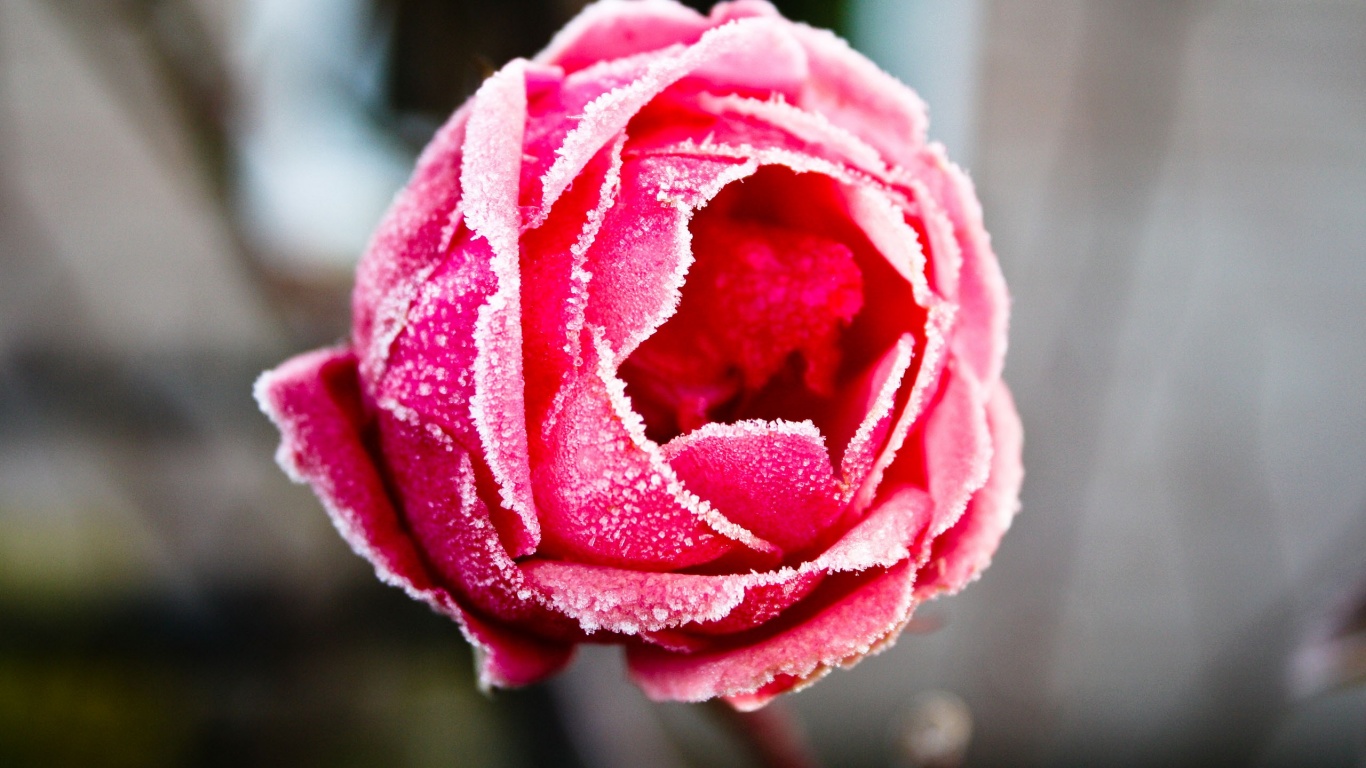 Роза в иние обои