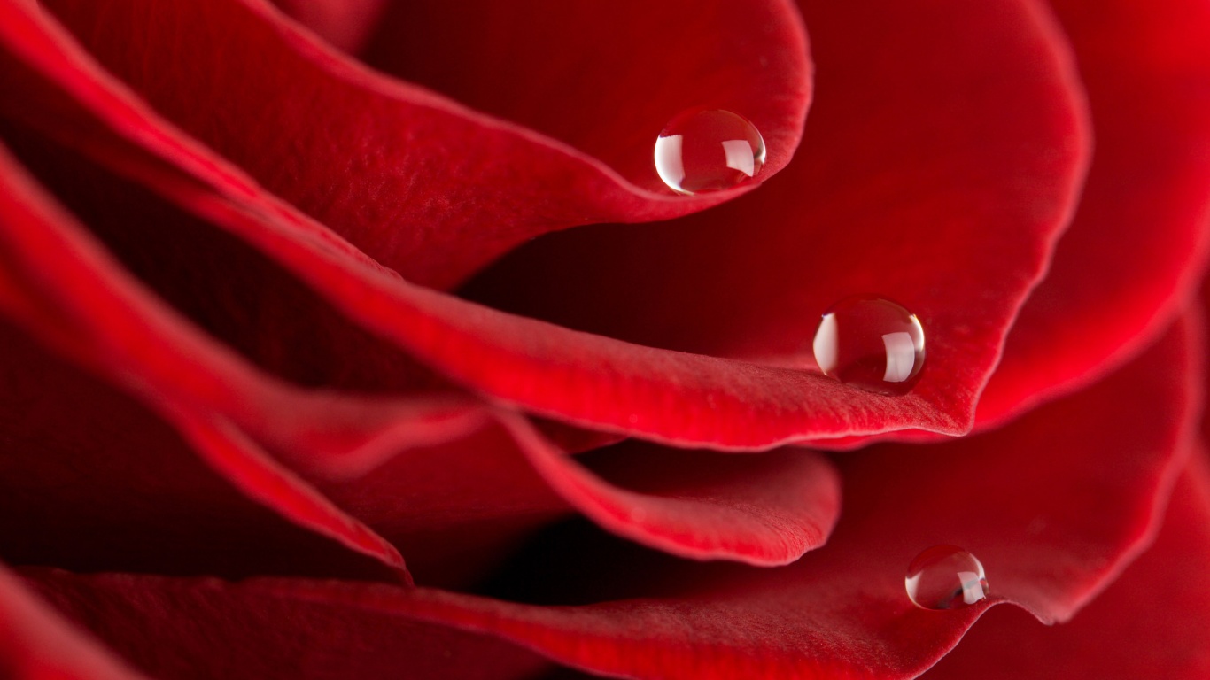 Капли росы на лепестках розы обои