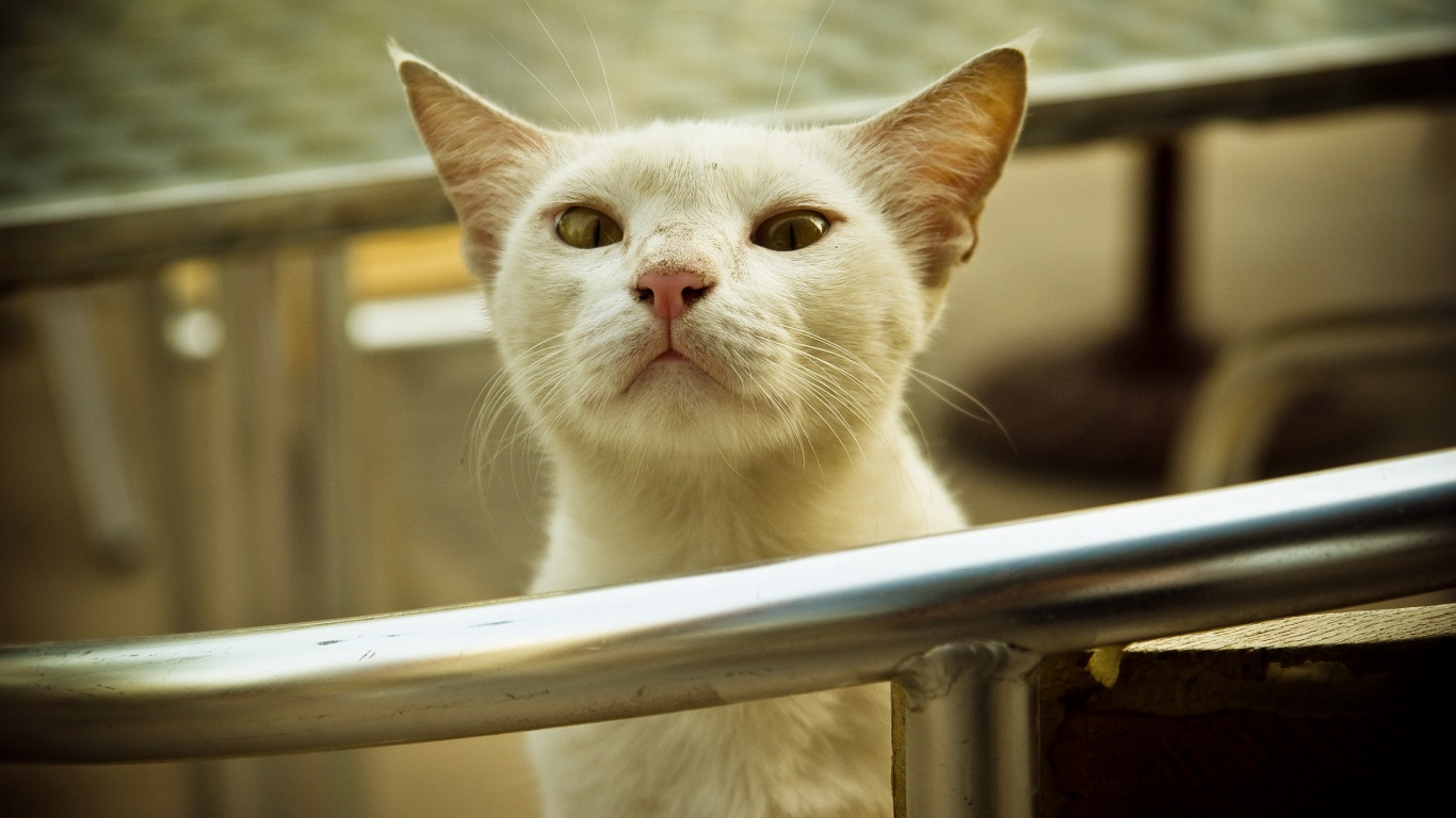 Настороженно принюхивающийся кот обои