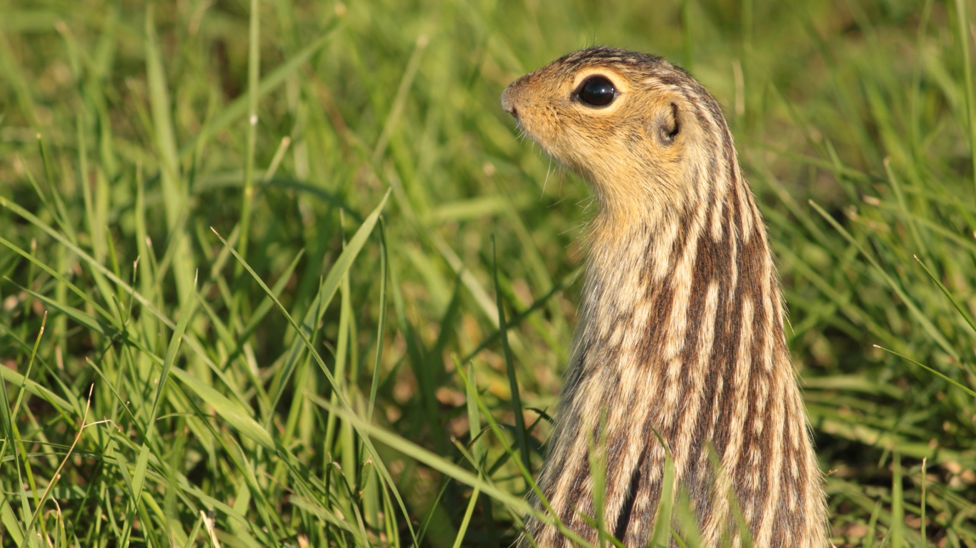 Сурок в стойке обои