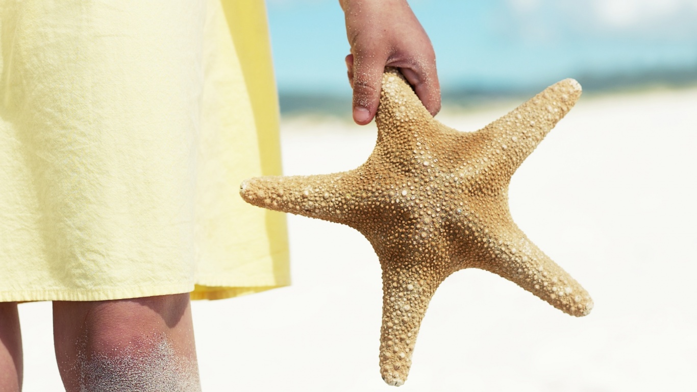 Морская звезда в руке обои