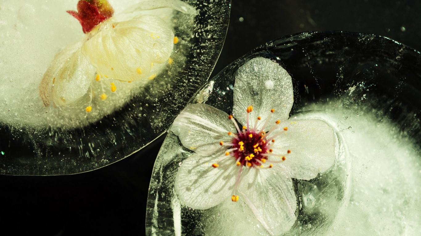 Цветы вишни во льду обои