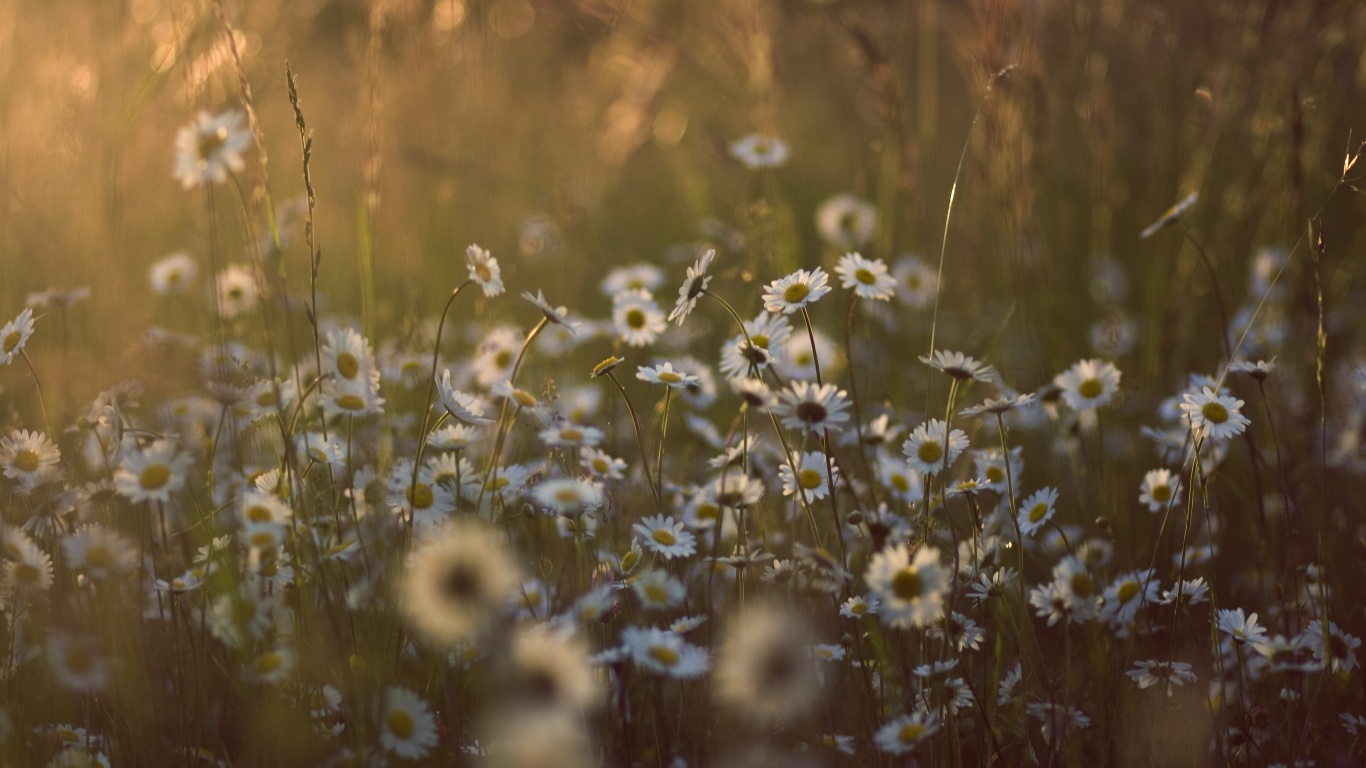 Поле ромашек обои