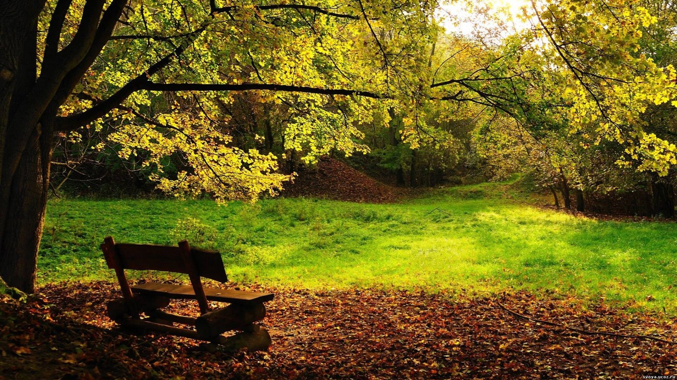 Скамейка под деревом обои