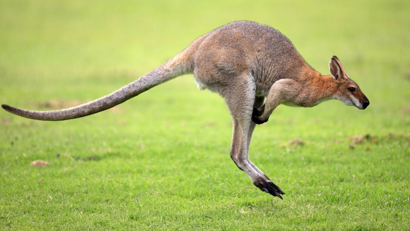 Кенгуру обои