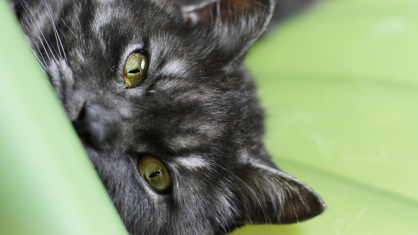 Глаза и уши обои