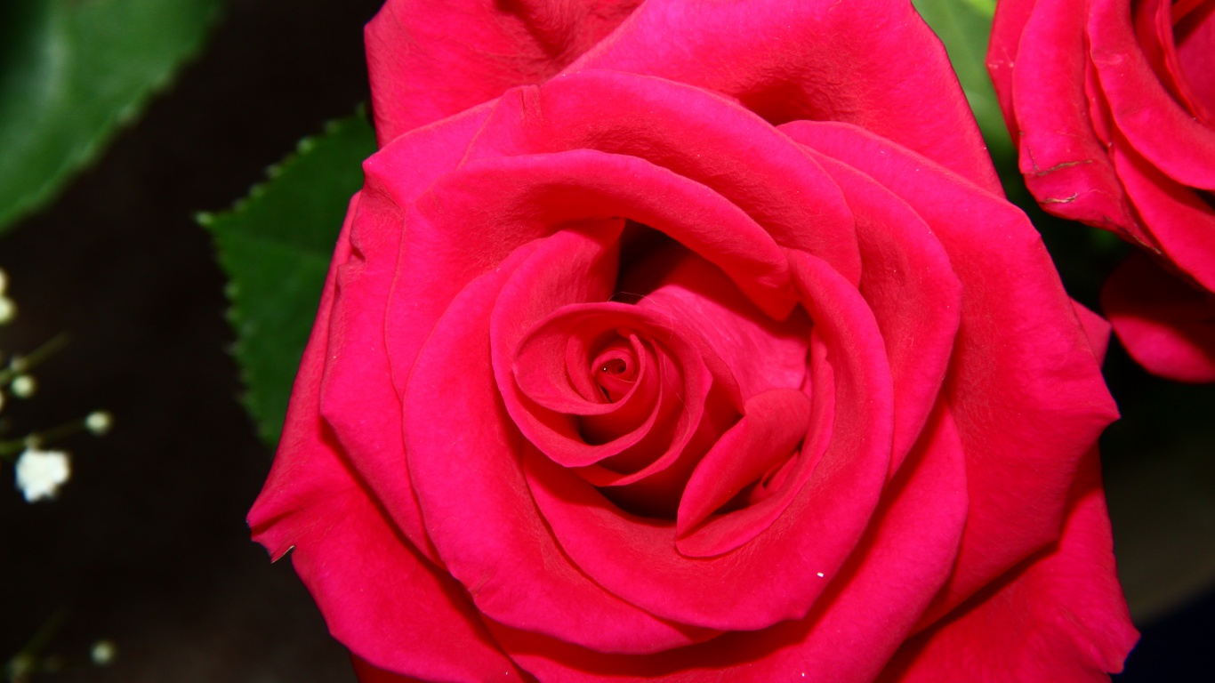 Бутон розы обои