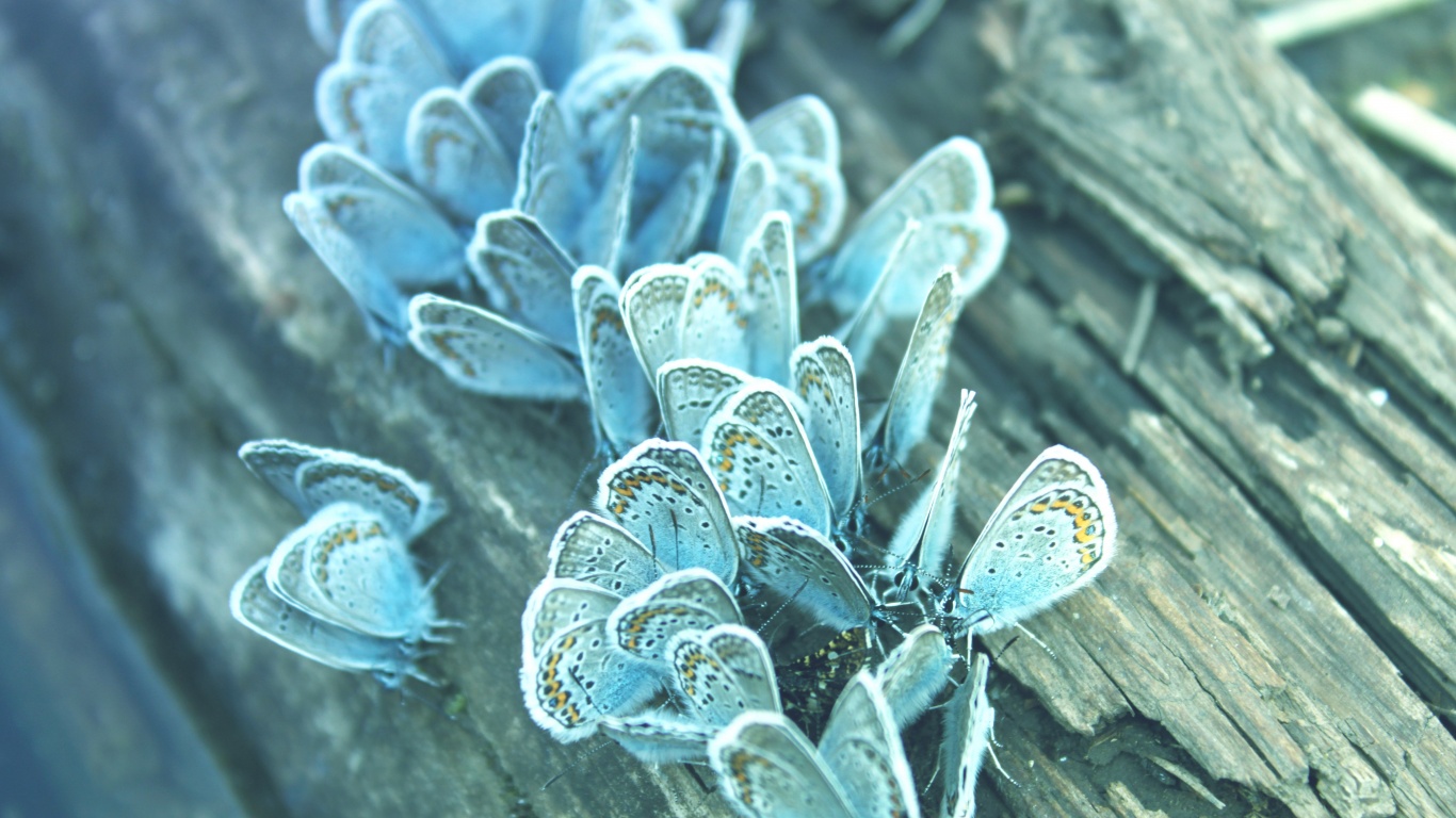 Голубые бабочки обои