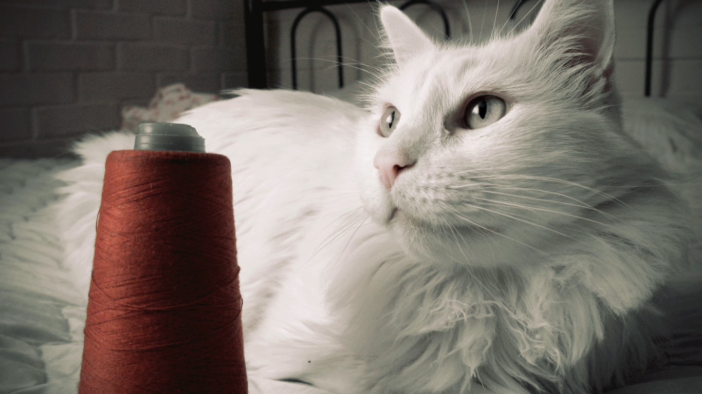 Белый кот с катушкой ниток обои