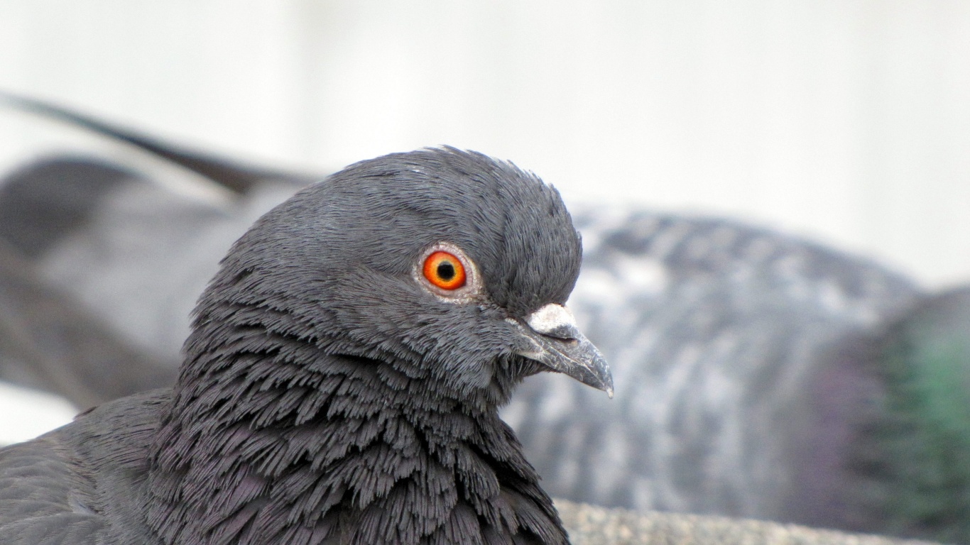 Смотрит в самую душу обои