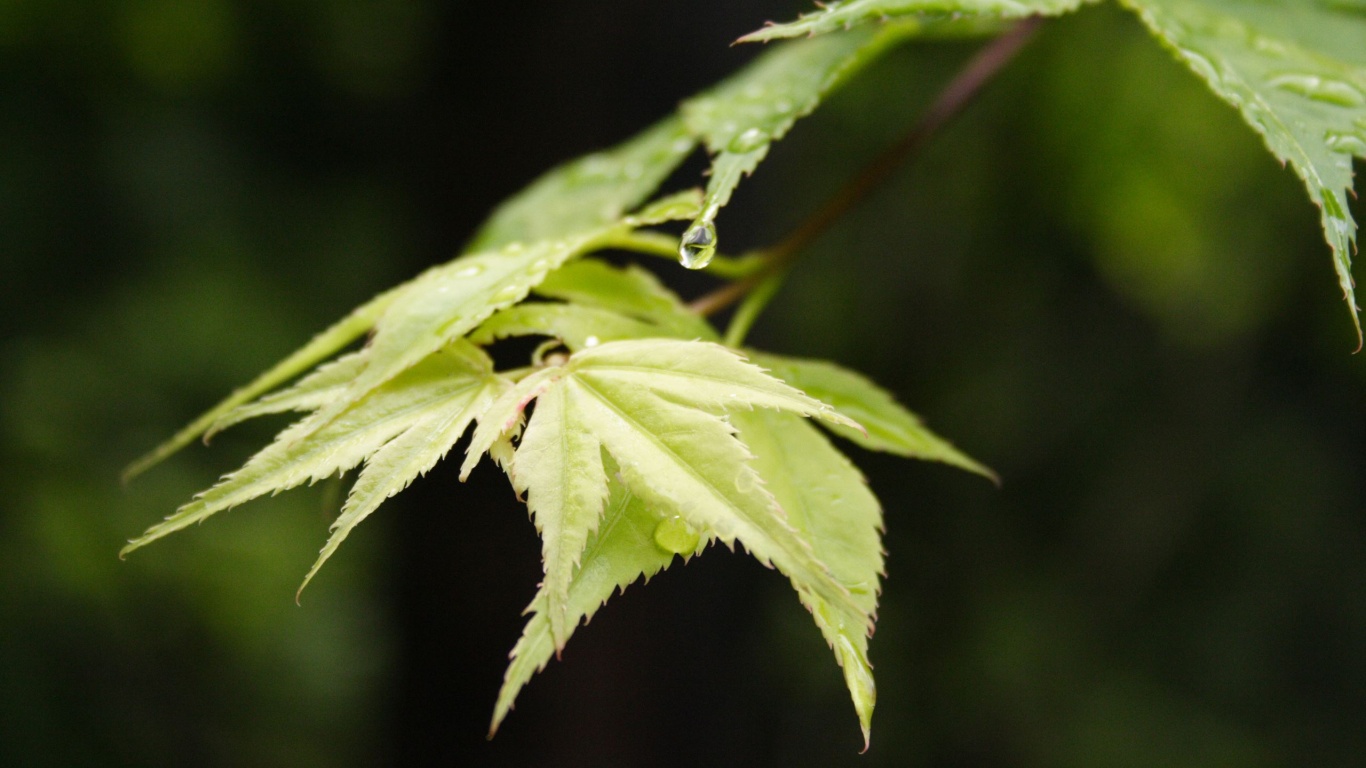 Капля на листе обои