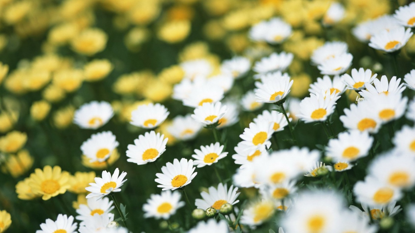 Ромашковое поле обои