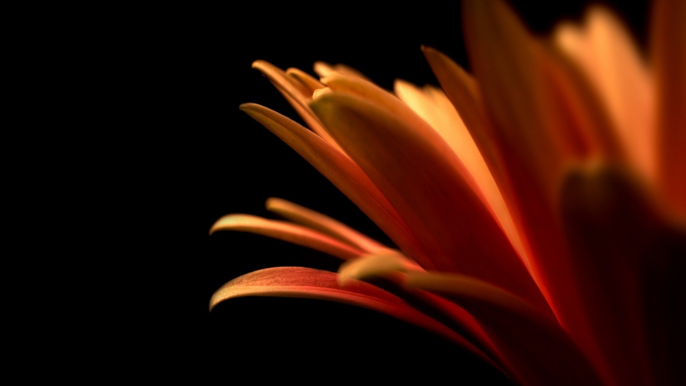 Гербера обои