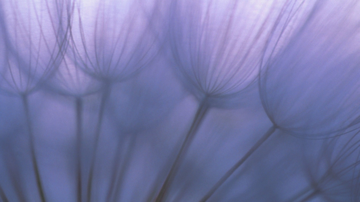 Рисунок одуванчика обои