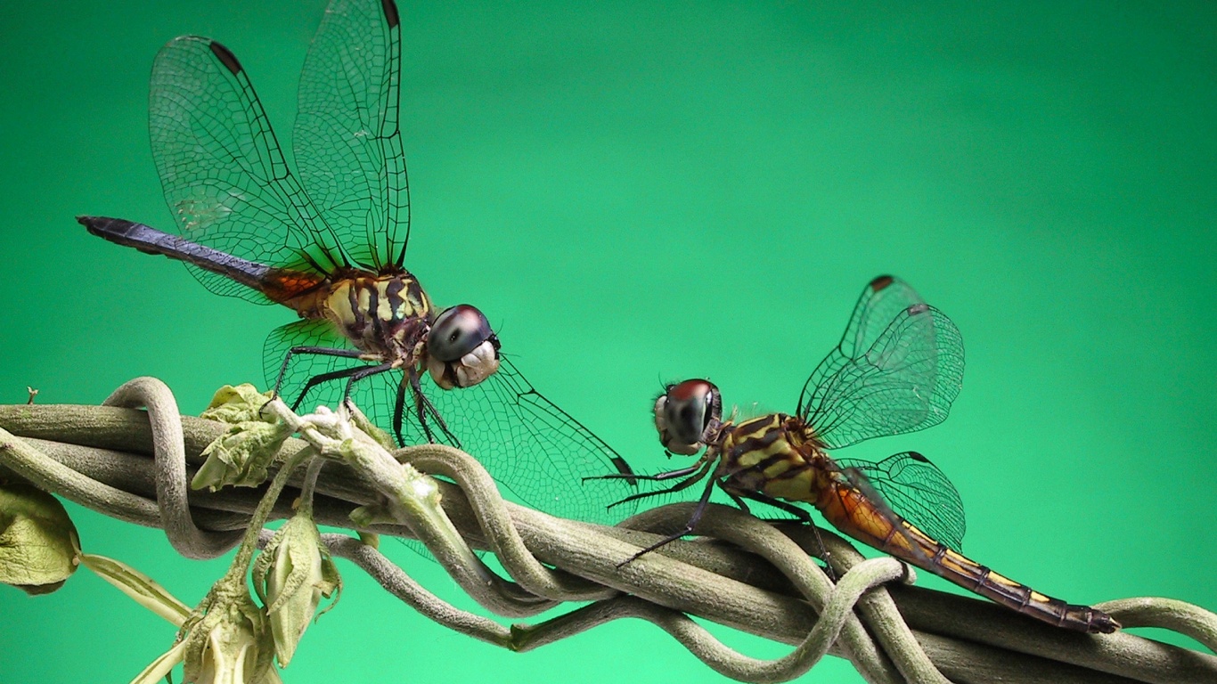 Две стрекозы обои